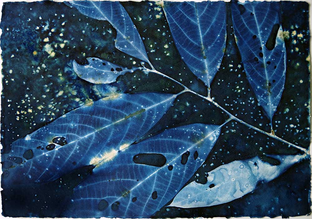 Cyanotype: The Arctic Blue - Philotera Art and Photography